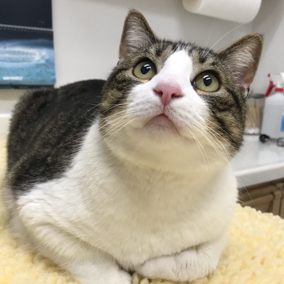 Meet your Posher, Diane - Picture 1 of 1